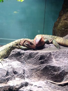 サンシャイン水族館に投稿された画像（2025/9/7）