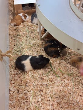 アニタッチみなとみらいに投稿された画像（2025/9/7）