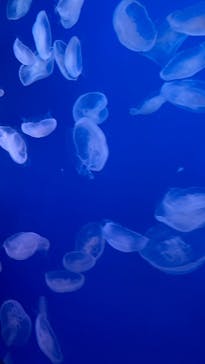 新江ノ島水族館に投稿された画像（2025/9/7）