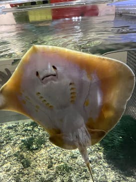 NIFREL（ニフレル）に投稿された画像（2025/9/7）