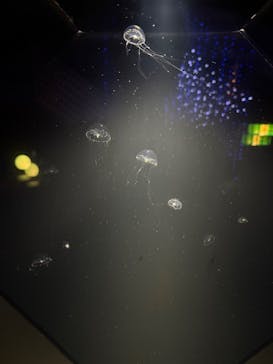 九十九島パールシーリゾートに投稿された画像（2025/9/7）