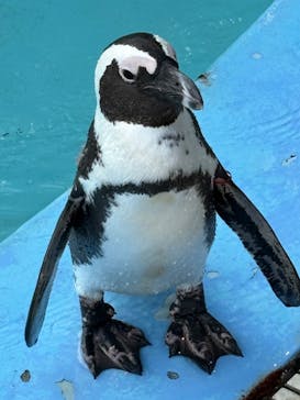 あわしまマリンパークに投稿された画像（2025/9/7）