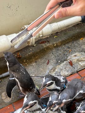 あわしまマリンパークに投稿された画像（2025/9/7）