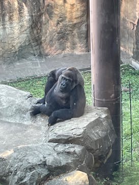 恩賜上野動物園に投稿された画像（2025/9/7）