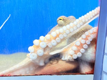 葛西臨海水族園に投稿された画像（2025/9/7）