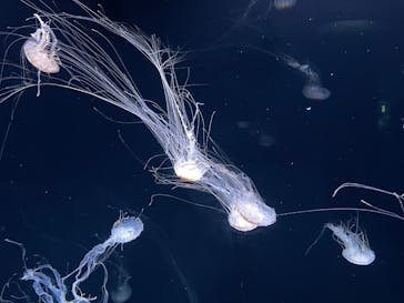 サンシャイン水族館に投稿された画像（2025/9/7）