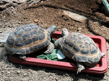 ちいかわパークに投稿された画像（2025/9/7）