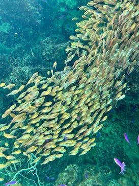環境水族館アクアマリンふくしまに投稿された画像（2025/9/7）