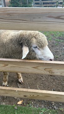 まかいの牧場に投稿された画像（2025/9/7）