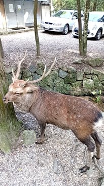 春日大社　国宝殿に投稿された画像（2025/9/7）