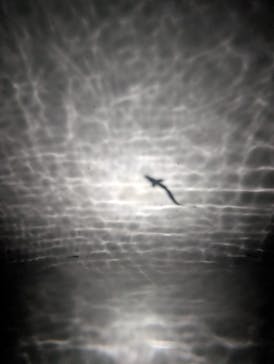 NIFREL（ニフレル）に投稿された画像（2025/9/7）