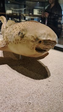 アクアワールド茨城県大洗水族館に投稿された画像（2025/9/7）