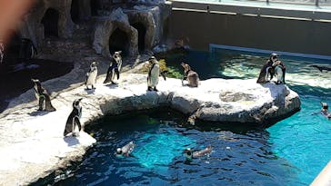 アクアワールド茨城県大洗水族館に投稿された画像（2025/9/7）