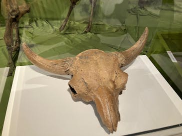 特別展「氷河期展 〜人類が見た4万年前の世界〜」（国立科学博物館）に投稿された画像（2025/9/7）