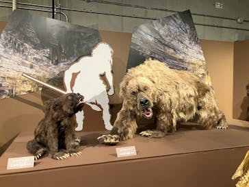 特別展「氷河期展 〜人類が見た4万年前の世界〜」（国立科学博物館）に投稿された画像（2025/9/7）