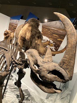 特別展「氷河期展 〜人類が見た4万年前の世界〜」（国立科学博物館）に投稿された画像（2025/9/7）