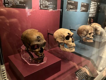 特別展「氷河期展 〜人類が見た4万年前の世界〜」（国立科学博物館）に投稿された画像（2025/9/7）