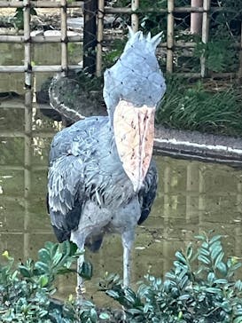 恩賜上野動物園に投稿された画像（2025/9/7）