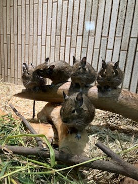 恩賜上野動物園に投稿された画像（2025/9/7）