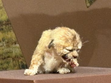 特別展「氷河期展 〜人類が見た4万年前の世界〜」（国立科学博物館）に投稿された画像（2025/9/7）