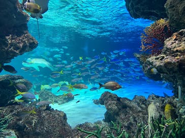 サンシャイン水族館に投稿された画像（2025/9/7）