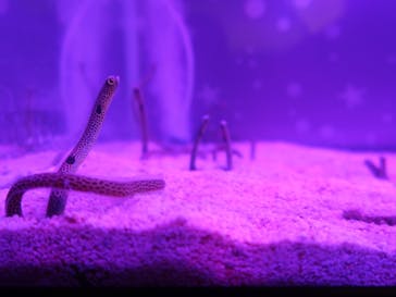 遊べる水族園に投稿された画像（2025/9/7）