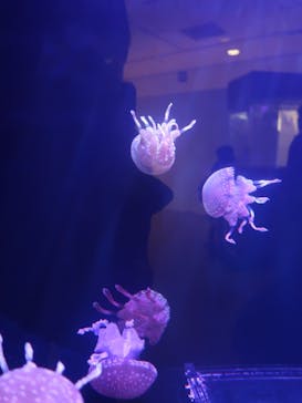 遊べる水族園に投稿された画像（2025/9/7）