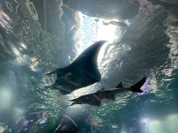 マクセル アクアパーク品川に投稿された画像（2025/9/7）