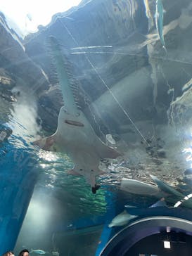 マクセル アクアパーク品川に投稿された画像（2025/9/7）