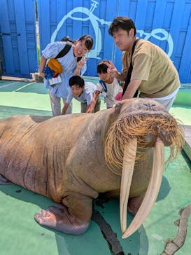 ゼロ距離水族館 伊勢シーパラダイスに投稿された画像（2025/9/7）