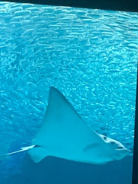 マリンワールド海の中道に投稿された画像（2025/9/7）