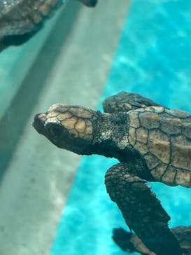 名古屋港水族館に投稿された画像（2025/9/7）