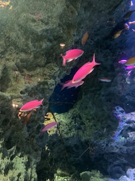 マリンワールド海の中道に投稿された画像（2025/9/7）