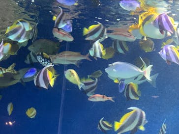 マリンワールド海の中道に投稿された画像（2025/9/7）