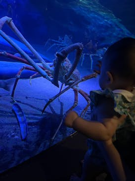 竹島水族館に投稿された画像（2025/9/7）