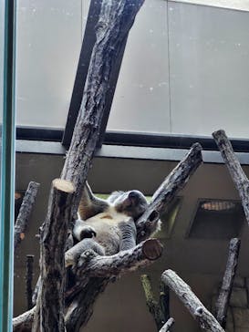 名古屋市東山動植物園に投稿された画像（2025/9/7）