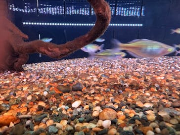 マクセル アクアパーク品川に投稿された画像（2025/9/7）