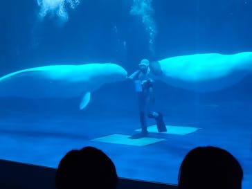 島根県立 しまね海洋館に投稿された画像（2025/9/7）