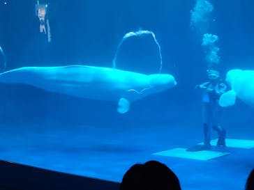 島根県立 しまね海洋館に投稿された画像（2025/9/7）