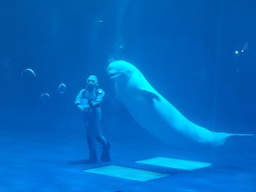 島根県立 しまね海洋館に投稿された画像（2025/9/7）