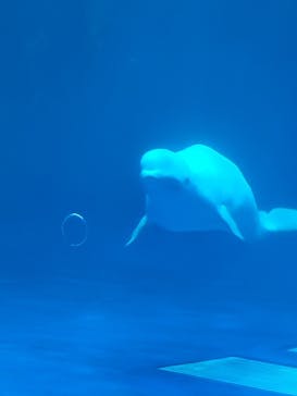 島根県立 しまね海洋館に投稿された画像（2025/9/7）