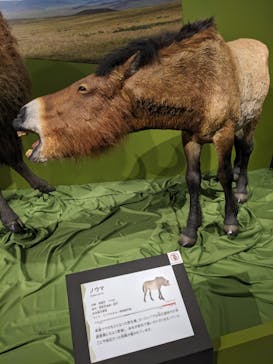 特別展「氷河期展 〜人類が見た4万年前の世界〜」（国立科学博物館）に投稿された画像（2025/9/7）