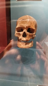 特別展「氷河期展 〜人類が見た4万年前の世界〜」（国立科学博物館）に投稿された画像（2025/9/7）