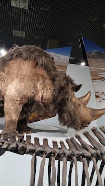 特別展「氷河期展 〜人類が見た4万年前の世界〜」（国立科学博物館）に投稿された画像（2025/9/7）