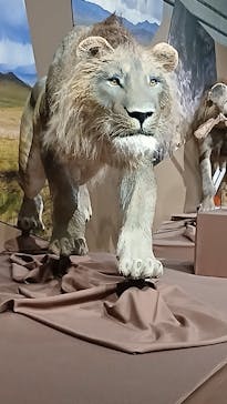 特別展「氷河期展 〜人類が見た4万年前の世界〜」（国立科学博物館）に投稿された画像（2025/9/7）