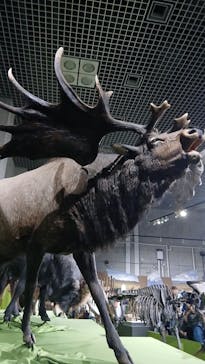 特別展「氷河期展 〜人類が見た4万年前の世界〜」（国立科学博物館）に投稿された画像（2025/9/7）