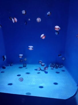 新江ノ島水族館に投稿された画像（2025/9/7）