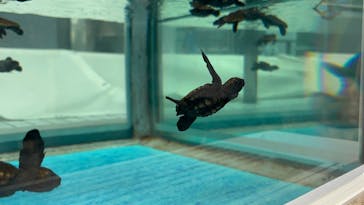 名古屋港水族館に投稿された画像（2025/9/7）