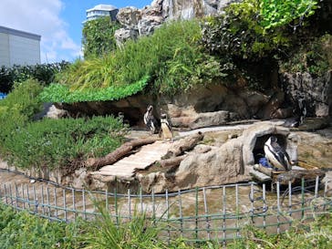 サンシャイン水族館に投稿された画像（2025/9/7）