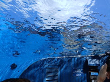 サンシャイン水族館に投稿された画像（2025/9/7）